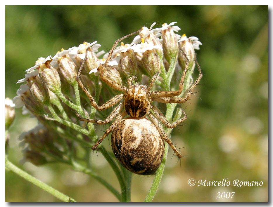 Una coppia (?) di Oxyopidae fotografati sulle Madonie